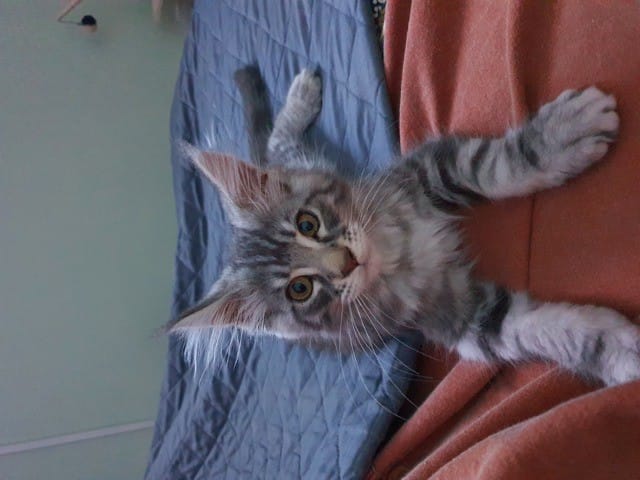 Quel est sa couleur pour vous