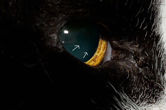 Cornée avec un relief