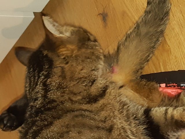 Chat, Blessure à la base de la queue