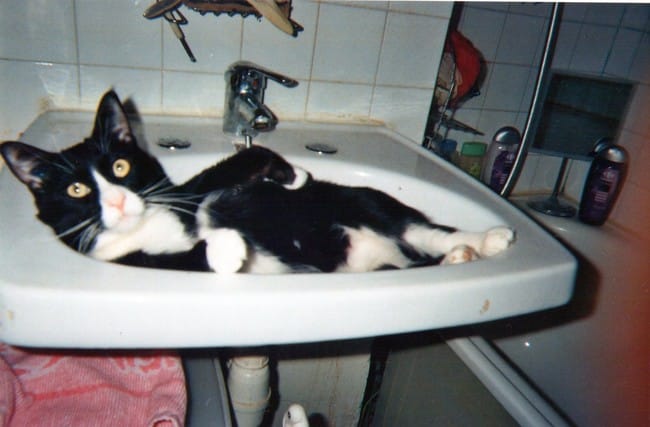 chat comedien