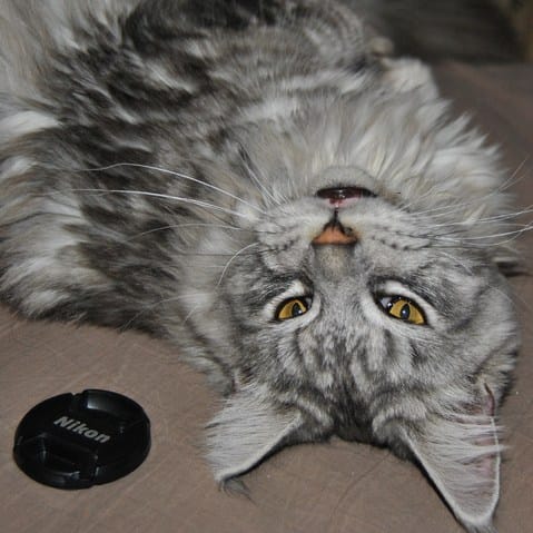 comportement urinaire