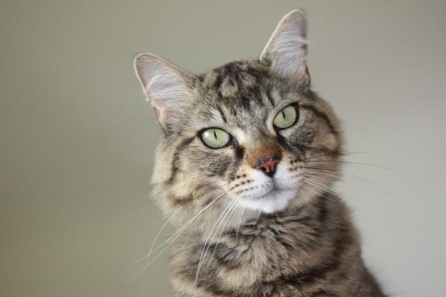 Fripouille The Cat