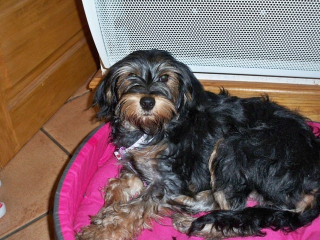 mon chien est craintif