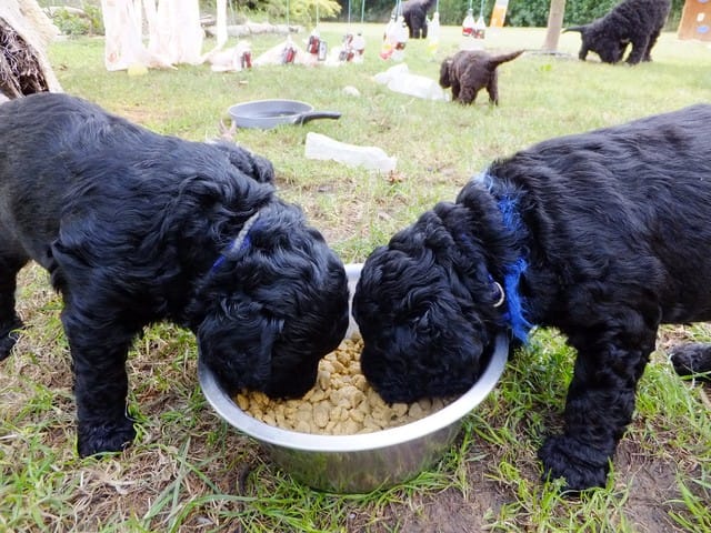 Les aventures de Kouros & Jango !