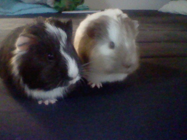 Chien&chons = Mon gros problème !!!!