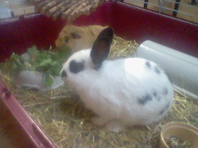 Cocolily2 !