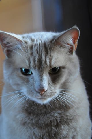 Mon chat, disparu