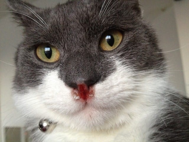 chat qui saigne du bout de nez