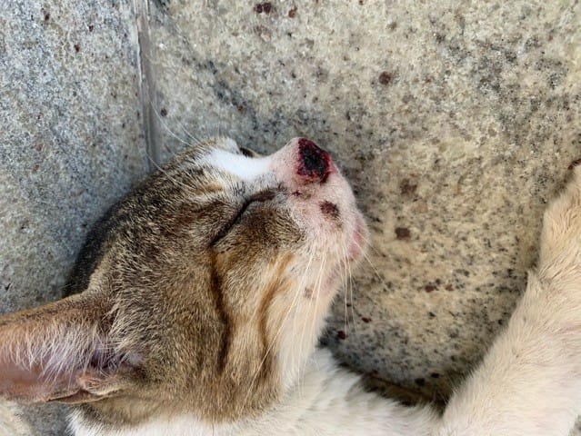 Nez de chat infecté