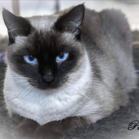 Adaptation d’un chat adulte ayant été abandonné ?