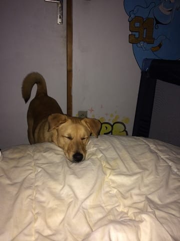 Mon chien ce ronge ses pattes 