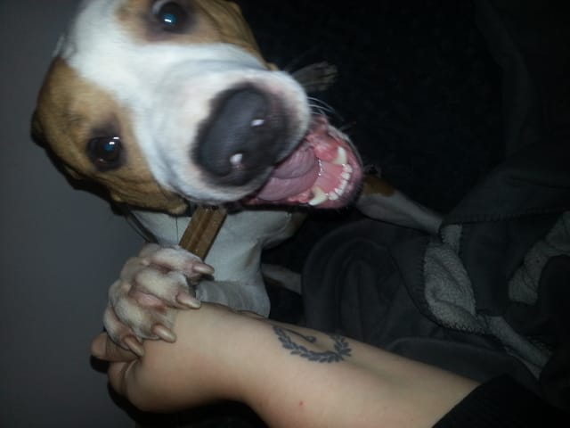 chien et chat cest possible ?