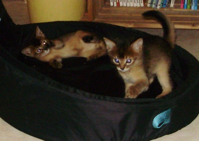 Présentation des deux bébés.