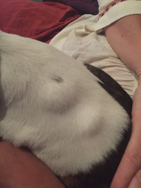 Grosses boules cou chiot 3 mois