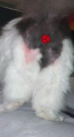 mon chat a un problème