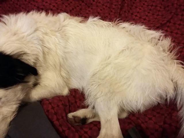 Quelle brosse pour mon chien