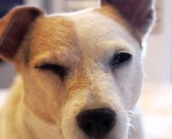 Problème oeil chien