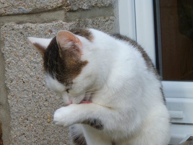 un jardin ou des câlins