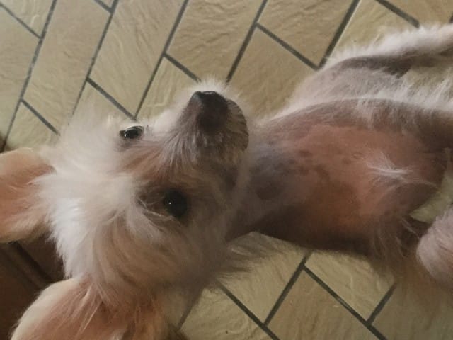 Mon chien ne m'aime plus ?