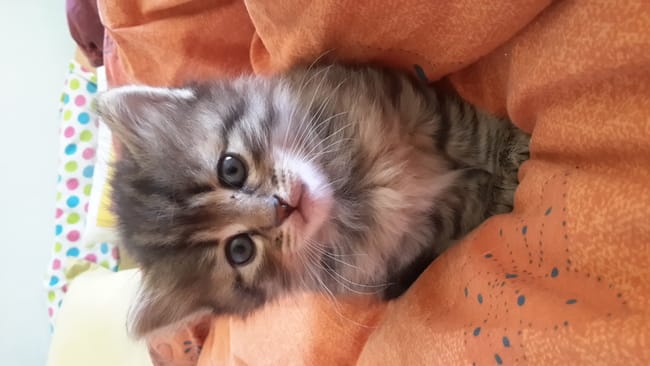 Longueur des poils de mon chaton