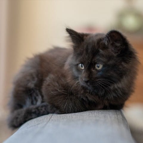 Poids d'un Chaton