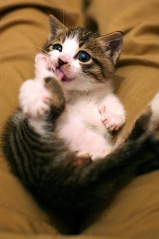 Comment convaincre mes parents d'avoir un chaton ?