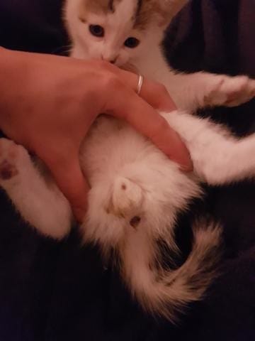 Un male ou une femelle ???