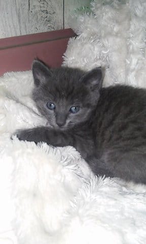 Chaton non sevré, passage à la nourriture très difficile