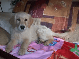 Pour parler du Golden retriever !!!