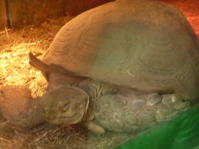 Expo de reptiles... C'est désatreux !