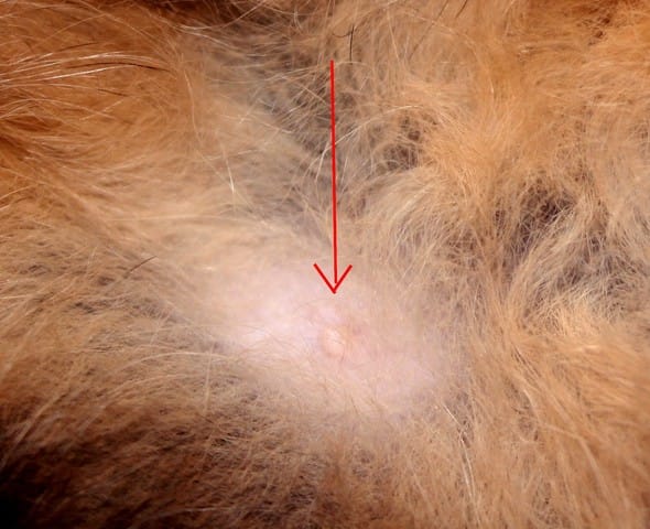 Petite boule dans les poils de mon chat