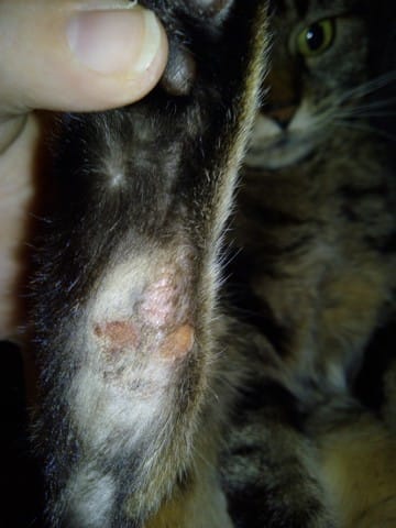 Chatte allergique, blessure à une patte qui peine à guerir