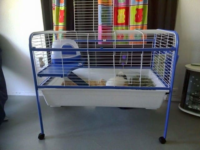 Cage pour hamster doré (syriens)