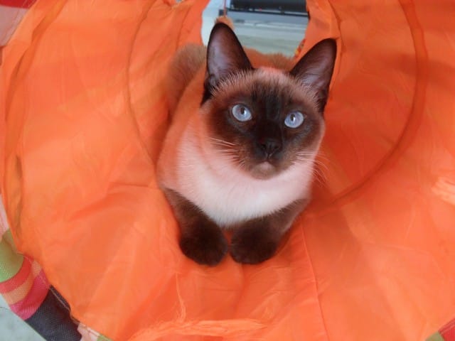 Litière Tidy Cats