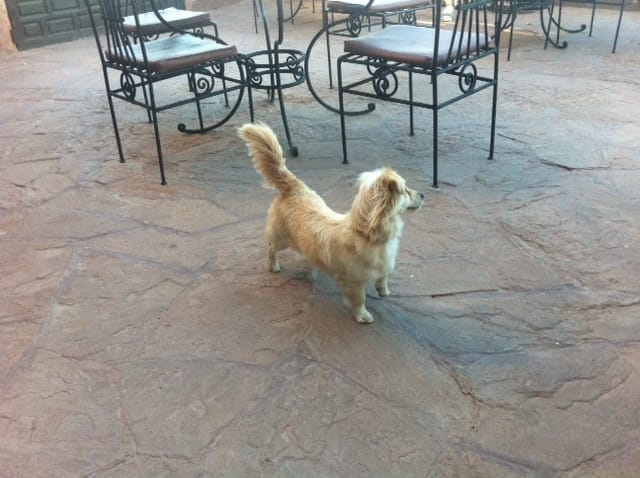 trouver la race de mon chien...