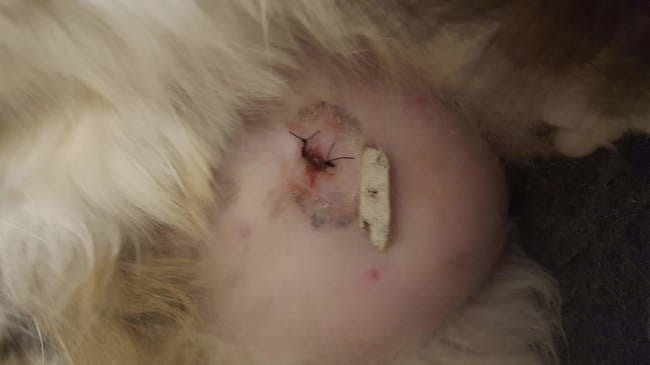 Stérilisation plaie 2 semaine