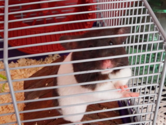 Caline le hamster Panda