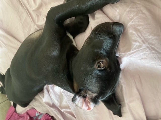 De quelles races peut être mon chien ?