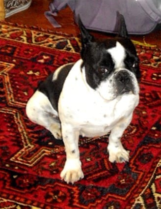 bouledogue français agressif
