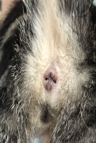 Déterminer le sexe d’un chaton: SOS