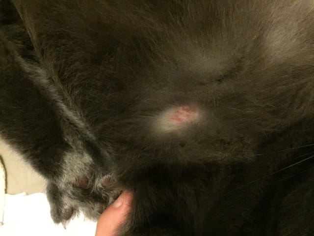 Blessure chat urgent !