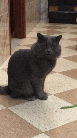De quel race est mon chat