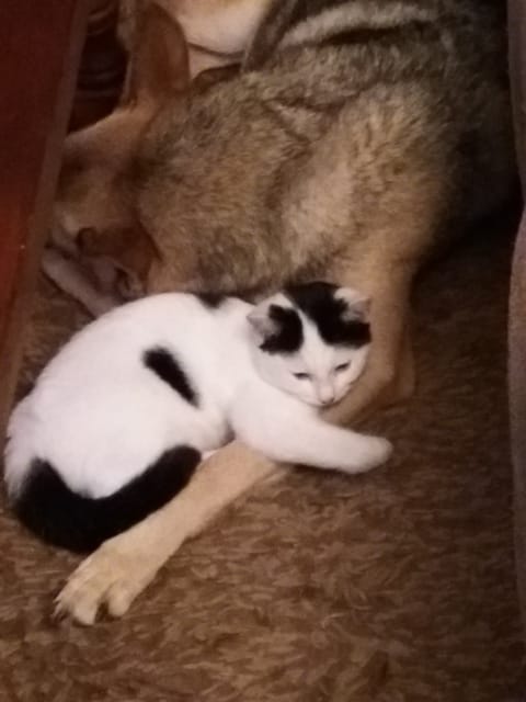Nouvelle vie pour un chaton