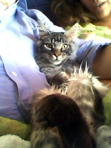 Mon chat est tombé du 14ème étage hier