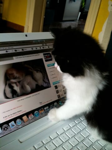 Comment éviter qu'un chat s'approche d'une fenêtre?