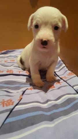 Quel race est mon chien ?