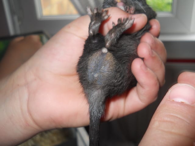 Comment reconnaitre un mâle et femelle dans mes gerbilles ?