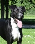 adopter apache
