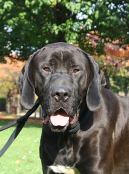 Adopter zèko sauvetages urgent?
