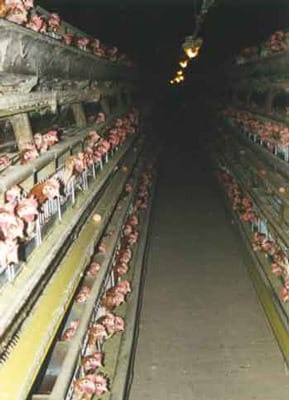 nachter plus ces oeufs!